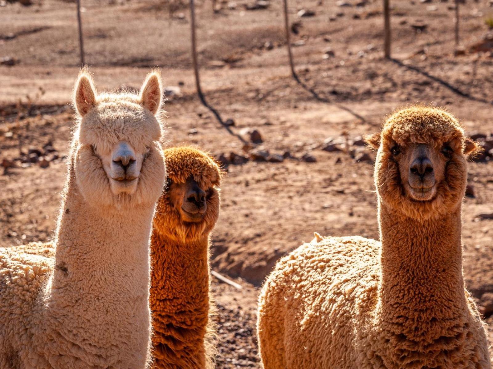 Laingsburg Rooilande Guest Farm 아파트 외부 사진